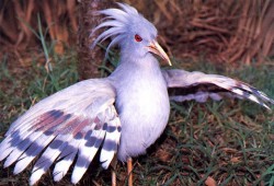 Птицы Кагу, адаптировались к загрязнённым тяжёлыми металлами почвам