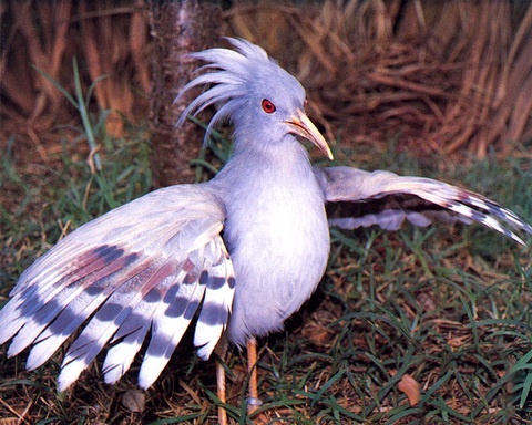 Птицы Кагу, адаптировались к загрязнённым тяжёлыми металлами почвам